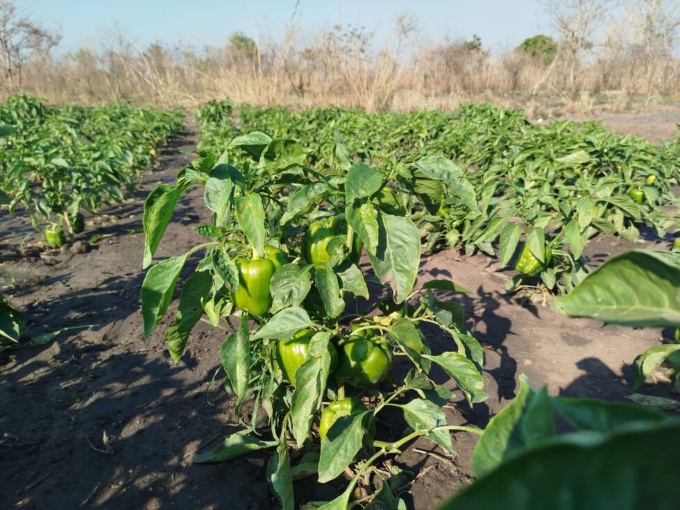 Plantação de Pimentas