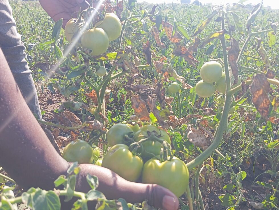 Plantação de Tomates