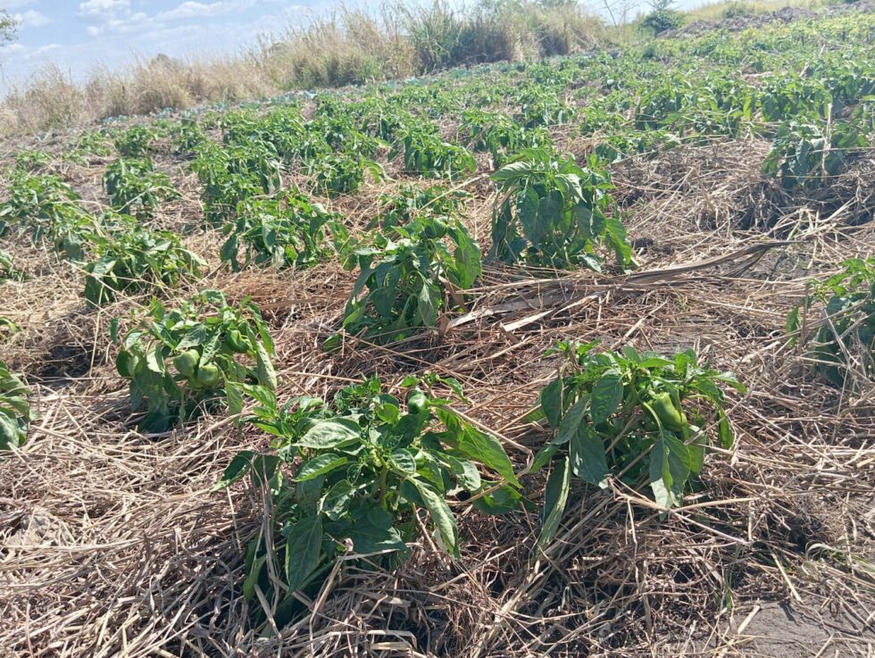 plantação-pimenta