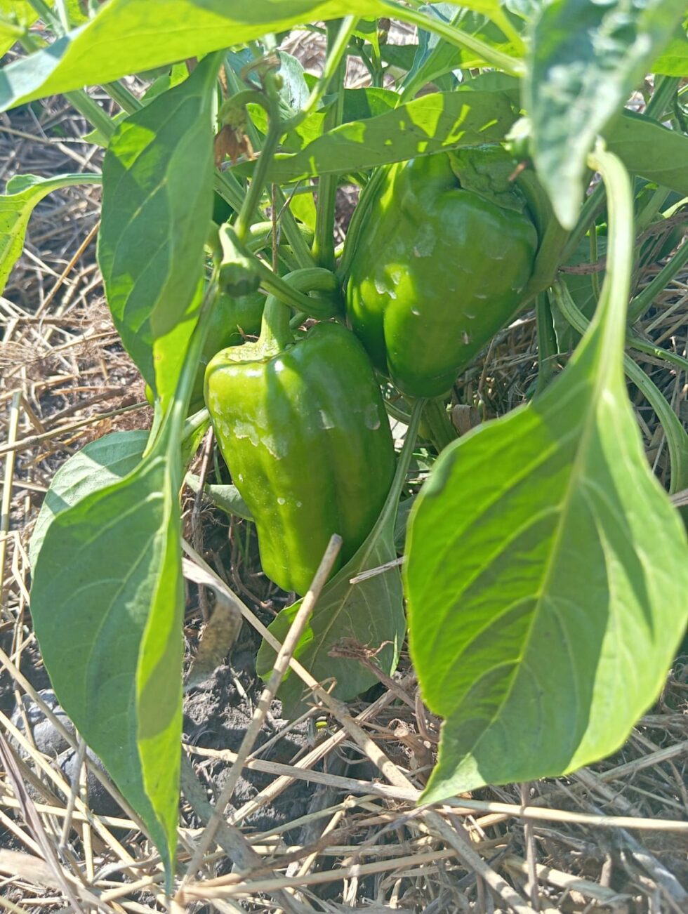 pimenta-2